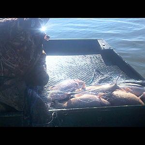 Rend Lake Commercial Fishing 2013