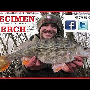 Specimen Perch Fishing On Commercial Fisheries At Alderwood Ponds