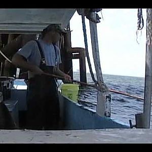 COMMERCIAL FISHING FOR BLUE RUNNERS WITH A CANE POLE