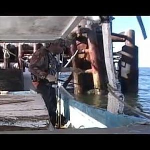 COMMERCIAL FISHING FOR SHEEPSHEAD IN SOUTH LOUISIANA