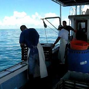 Commercial spiny lobster fishing, Tropical lobster