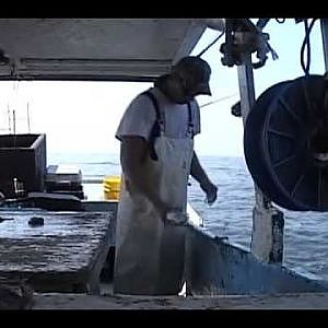 COMMERCIAL FISHING FOR BLUE RUNNERS WITH BANDITS