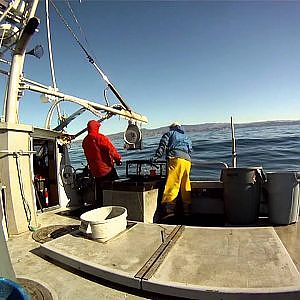 Commercial Dungeness Crab Fishing, Pillar Point CA