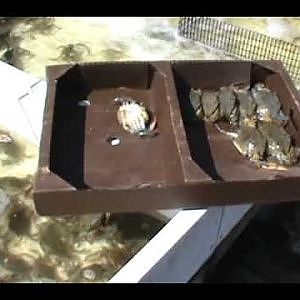 COMMERCIAL FISHING FOR SOFTSHELL BLUE CRAB IN NORTH CAROLINA