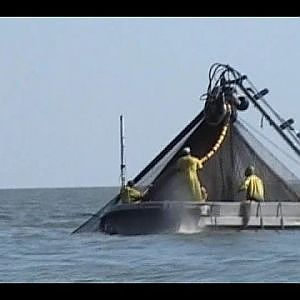 COMMERCIAL FISHING PURSE SEINE IN SOUTH LOUISIANA