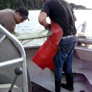 Commercial Fishing Fraser River 2010 (Record Run)