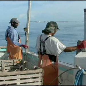 Commercial Fishing in the Florida Keys Part 2