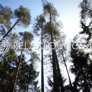 Naturvideos - Regenerations Musik, Meditation & Anti-Stress - FOREST HARMONY
