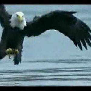 Zeitlupe: Seeadler beim fischen slow motion eagle fishing