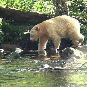 Spirit Bear frisst Lachs