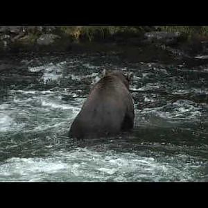 Grizzly catches salmon, Kenai River, Alaska