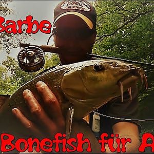 Bonefish für arme - Fliegenfischen auf Barben LIVEBISS - YouTube