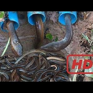 Kreative Jungen Fangen Aale Mit Wasserrohr Mit Tiefen Loch Aalfalle - Fang Aal In Kambodscha - YouTube