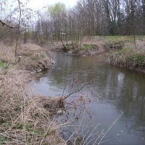 Bei Hochwasser im Frühling wird es schwer, einen Fisch zu erwischen. In diesem Bereich brüten mittlerweile 2 Eisvogelpaare.