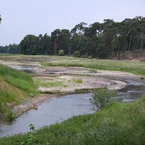 In diesem Bereich wurde auf ca. 500 m Länge renaturiert.
Die neu entstandenen Nieschen wurden sofort besetzt.