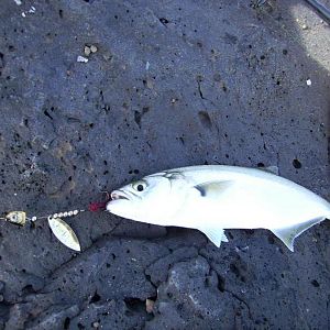 Bluefish auf Bleikopfspinner