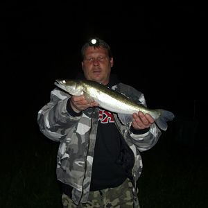 Zander 56cm