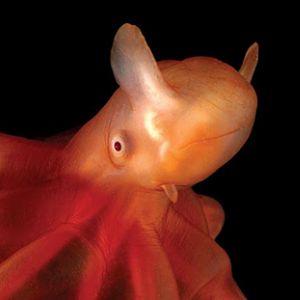 Dumbo Octopus(www.bountyfishing.comblog2007080727 aquatic lifeforms you never caught while fishing)