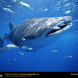 Walhai (https://284.photobucket.comalbumsll12lupa 78wallpaperaction=view&current=whale shark with fish.jpg&mediafilter=images)