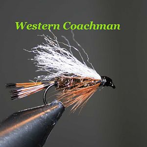 IMG 5852 Western Coachman