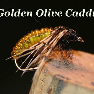 IMG 5888 erste Golden Olive Caddis