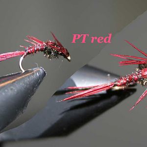 Pheasant Tail rot