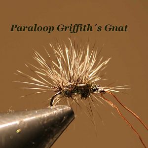 IMG 6199 Paraloop Griffith´s Gnat