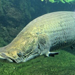 Arapaima