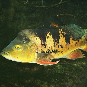 Cichla ocellaris Dvur zoo 1