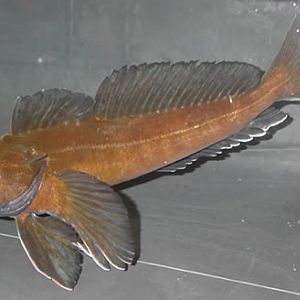 EISFISCH Bovichtus diacanthus