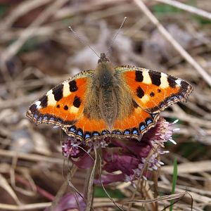 Schmetterling (kleiner Fuchs)