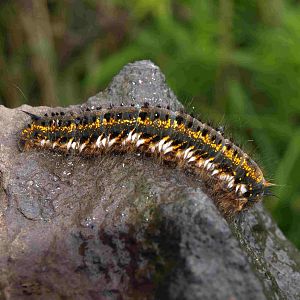 Raupe der Grasglucke (Trinkerin)