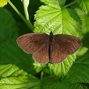 Falter (Brauner Waldvogel oder Schornsteinfeger)