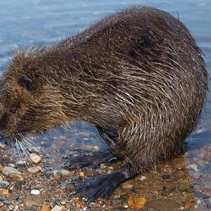 Nutria