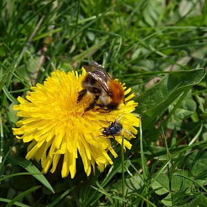 Wiesenhummel