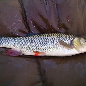 Beim Karpfen-ansitz ,Döbel 52 cm