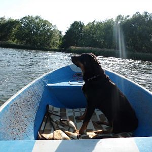 mein Hund Sira ist mit an Bord und Seetauglich :)