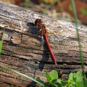 Blutrote Heidelibelle