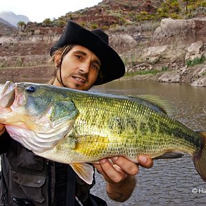 Bass Guide 26 11 14