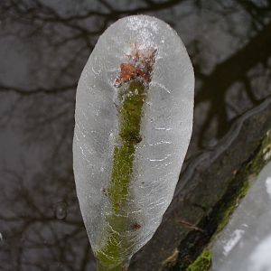 Winter und Kälte an unseren Gewässern