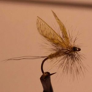 20160124 Wally Wing Mayfly