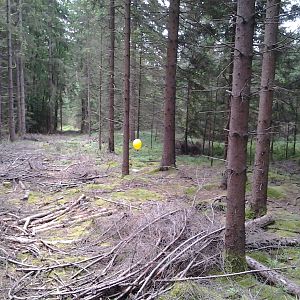 Fund im Wald