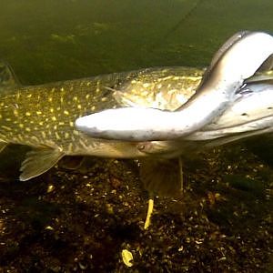 Fishing with lures pike vs Savage Gear Eel Underwater camera