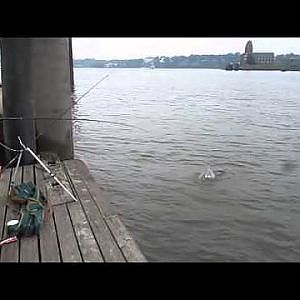 Aale angeln vom Finkenwerder Bootssteg am 11. Juni 2014