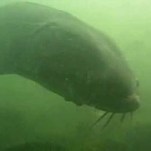 Giant Lake Sturgeon in Lake Monona, Wisconsin