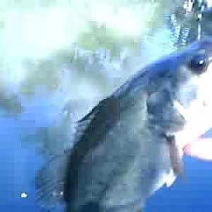 Bass Fishing on the chicago river