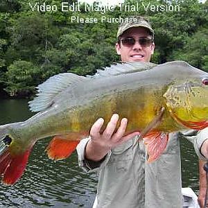 Peacock Bass Fishing in the Amazon