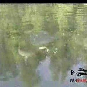 Northern Pike Eats A Bass Fishing