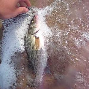 Sesachacha White Perch