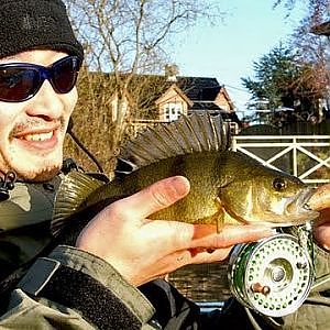 Fishing with Rod: Winter European perch (Tryggevælde Å aborrefiskeri)